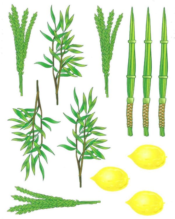 מדבקות חתוכות ארבעת המינים